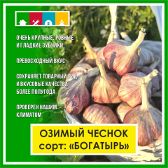 Чеснок зимний1 шт в #REGION_NAME_DECLINE_PP#