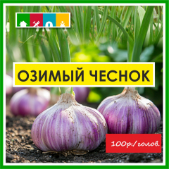 Чеснок зимний1 шт в Комсомольске-на-Амуре