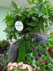 Шефлера в #REGION_NAME_DECLINE_PP#