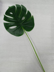 Цветы Монстера в #REGION_NAME_DECLINE_PP#