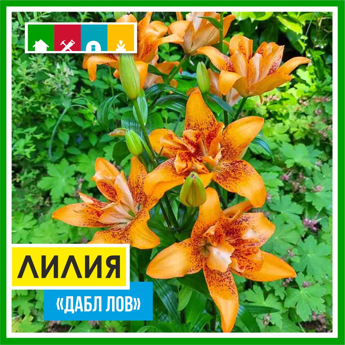 Лилия 199 в Комсомольске-на-Амуре