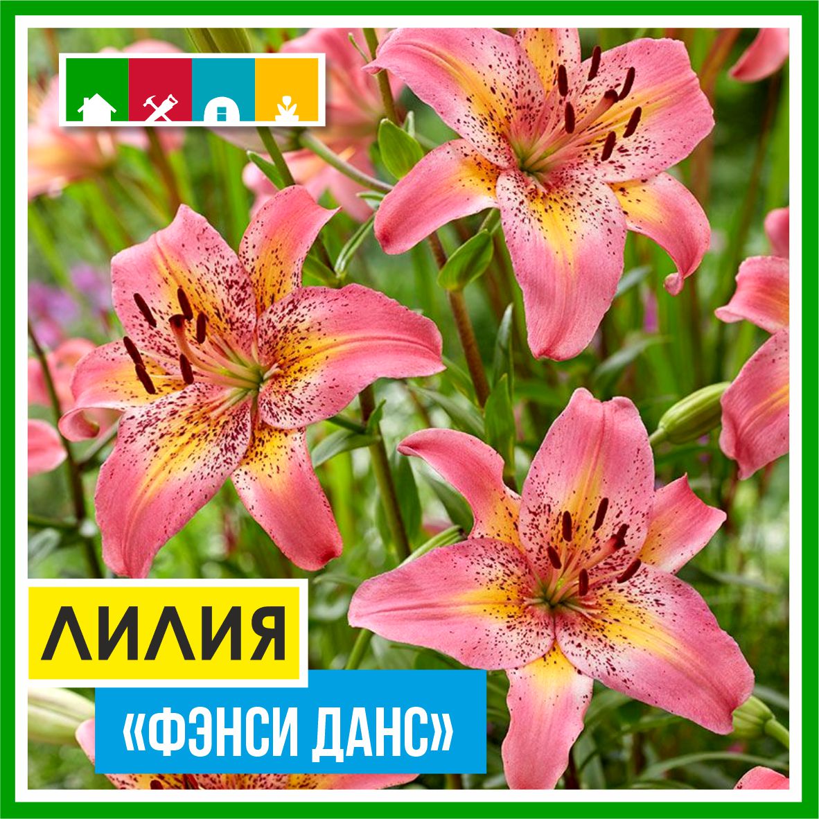 Лилия 199 в Комсомольске-на-Амуре