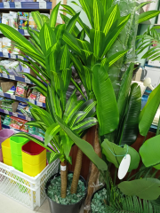 Драцена в #REGION_NAME_DECLINE_PP#