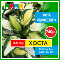 Хоста 750 в Комсомольске-на-Амуре