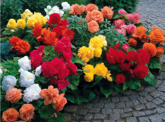 Бегония в Комсомольске-на-Амуре