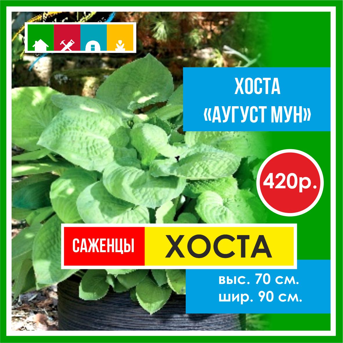 Хоста  в Комсомольске-на-Амуре