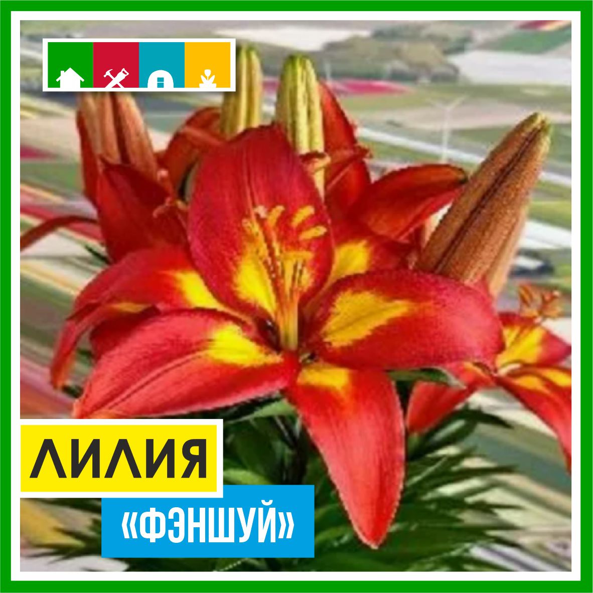 Лилия 110 в Комсомольске-на-Амуре