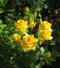 Роза в асс./Сем.Алтая/ 1 шт.в коробке в Комсомольске-на-Амуре