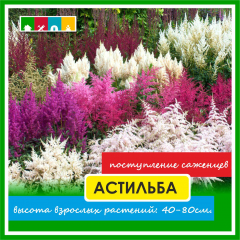 Астильба в ассортименте в Комсомольске-на-Амуре