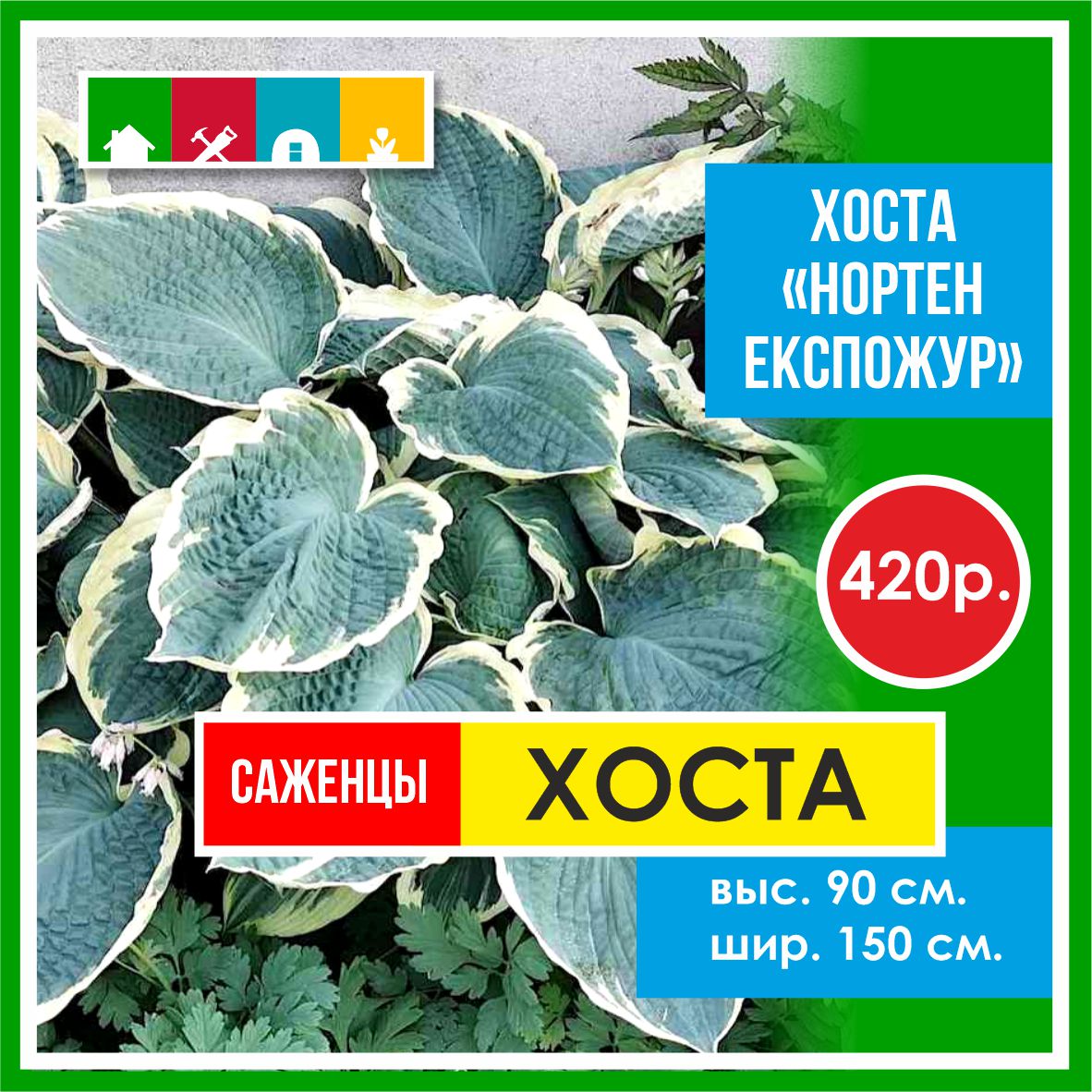 Хоста  в Комсомольске-на-Амуре