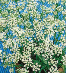 Пряность Анис  Блюз (0,4 г) Е.С. в #REGION_NAME_DECLINE_PP#