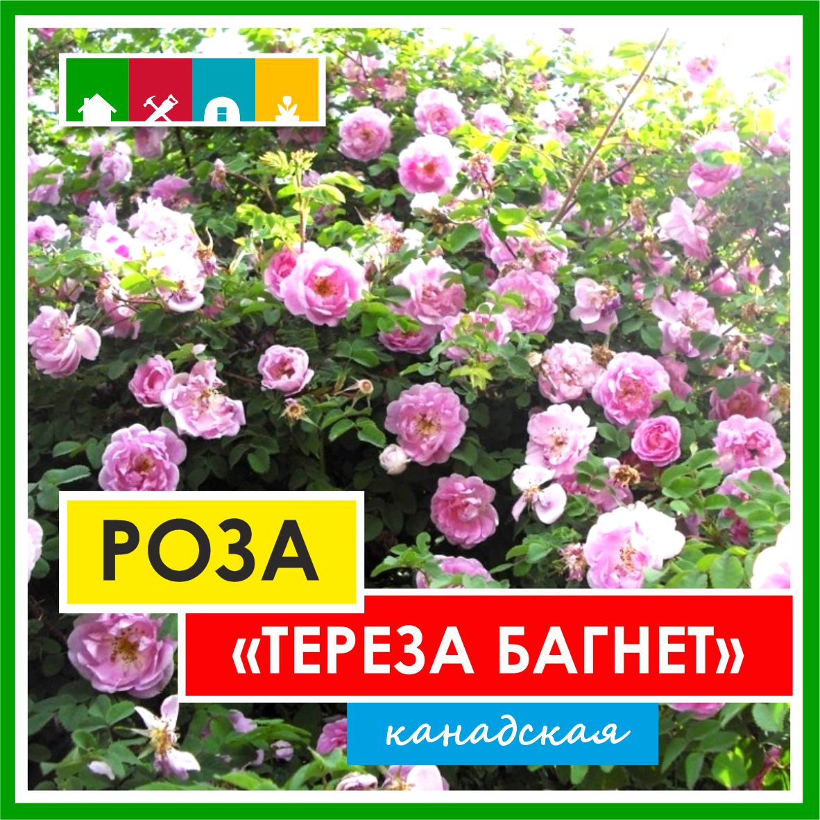 Роза в ассортименте 840 Золотая сотка Алтая в Комсомольске-на-Амуре