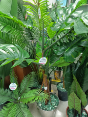 Монстера в #REGION_NAME_DECLINE_PP#