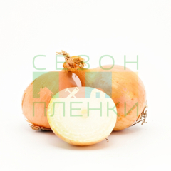 Лук севок Коррадо (25) в #REGION_NAME_DECLINE_PP#