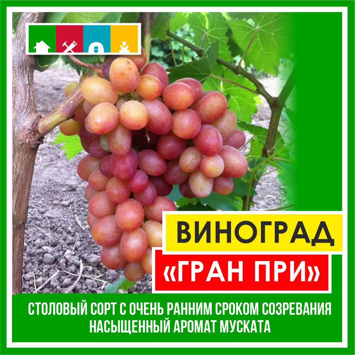 Виноград в асс./Сем.Алтая/ 1 шт.в коробке в Комсомольске-на-Амуре