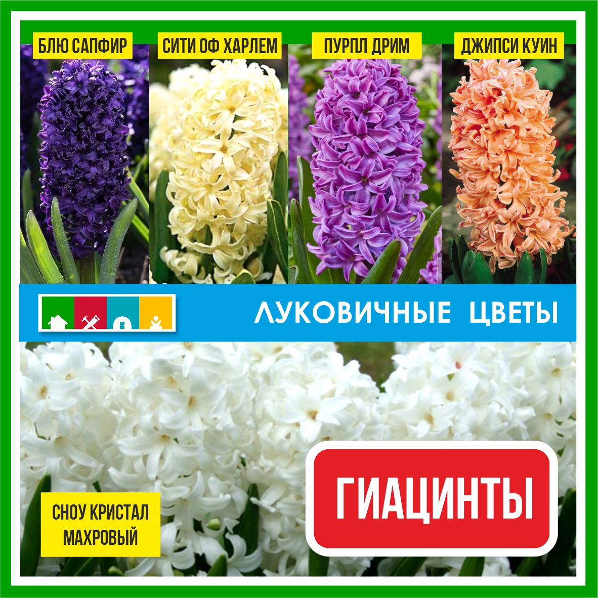 Гиацинт в ассортименте. в Комсомольске-на-Амуре
