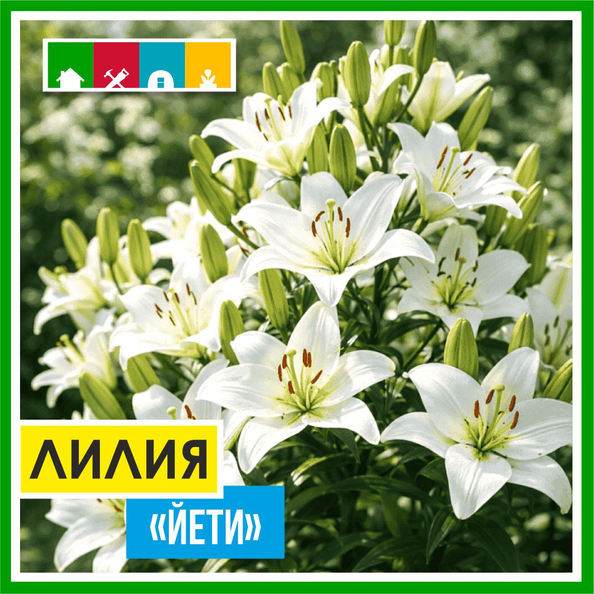 Лилия 110 в Комсомольске-на-Амуре