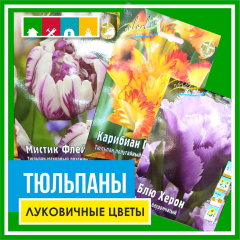 Тюльпан 130 в Комсомольске-на-Амуре