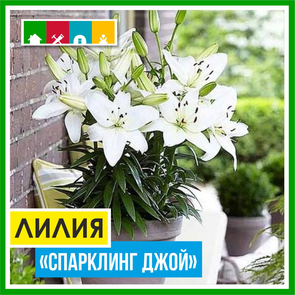 Лилия 110 в Комсомольске-на-Амуре