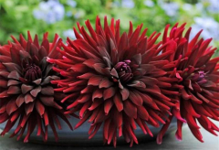 Георгина в Комсомольске-на-Амуре