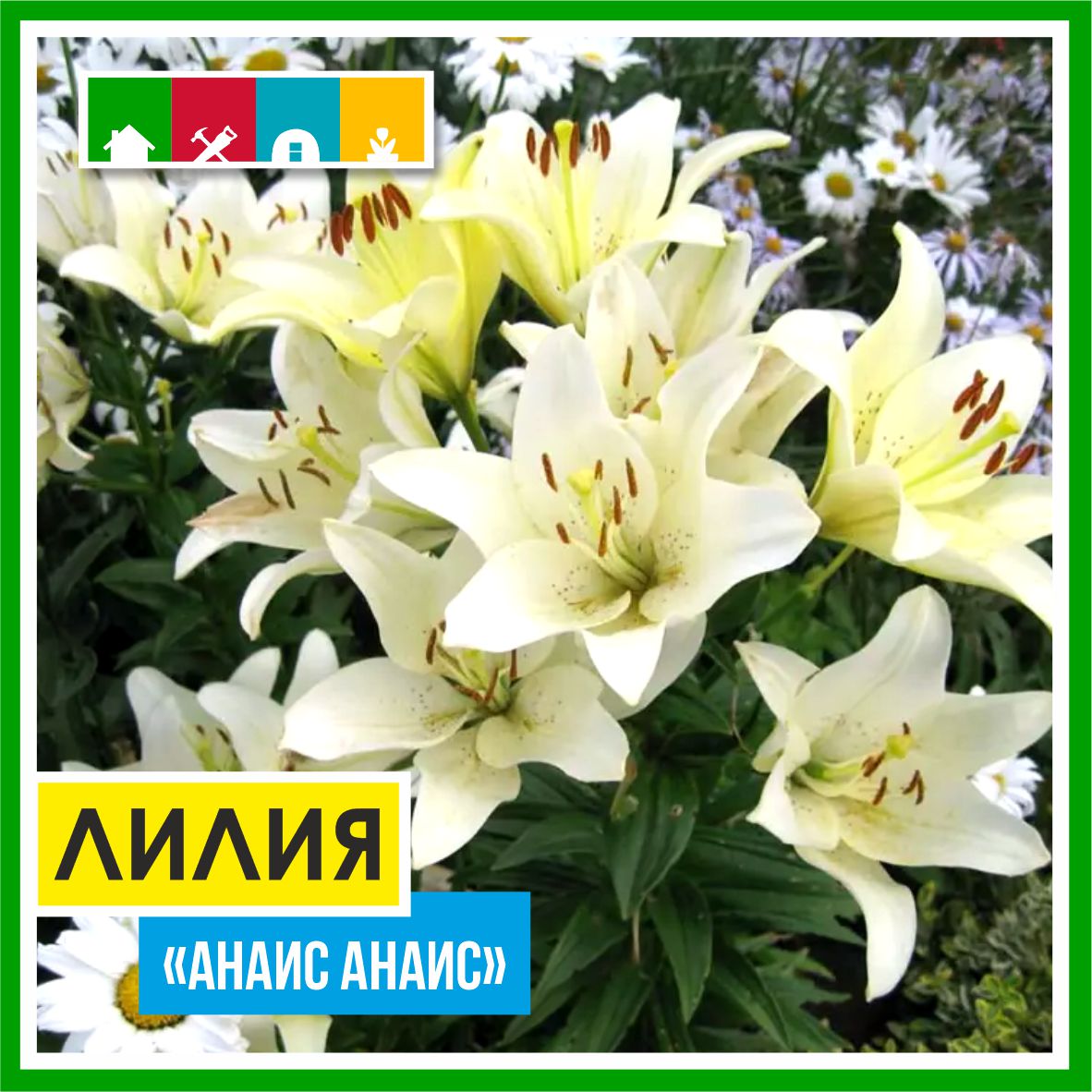 Лилия 140 в Комсомольске-на-Амуре