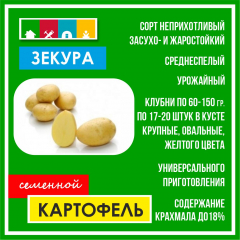 Картофель семен.(асс.) 1 кг в #REGION_NAME_DECLINE_PP#