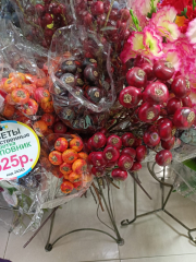 Цветы Шиповник в #REGION_NAME_DECLINE_PP#