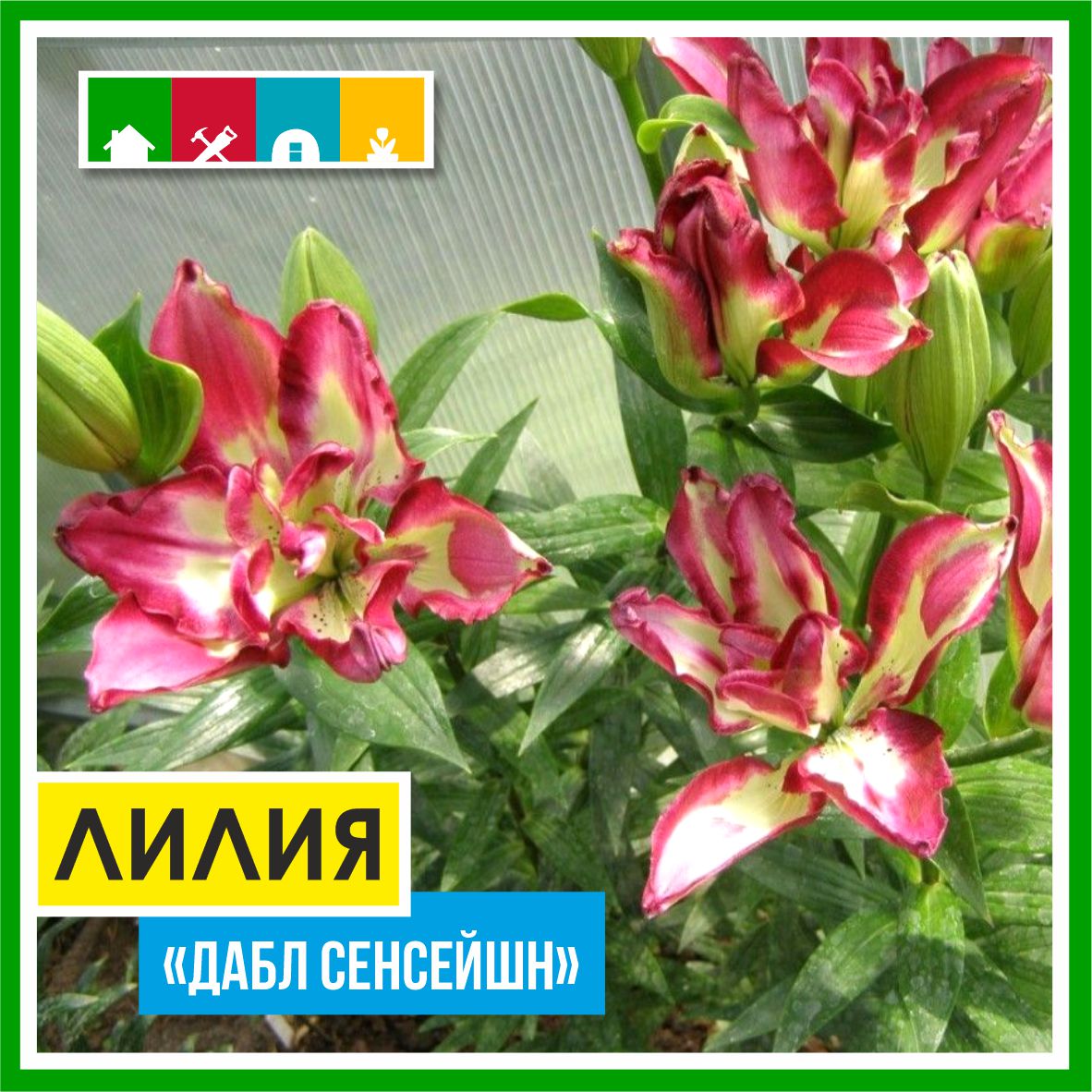 Лилия 199 в Комсомольске-на-Амуре