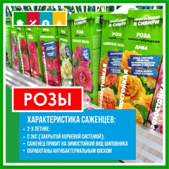 Роза в асс./Сем.Алтая/ 1 шт.в коробке в Комсомольске-на-Амуре