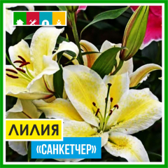 Лилия 140 в Комсомольске-на-Амуре