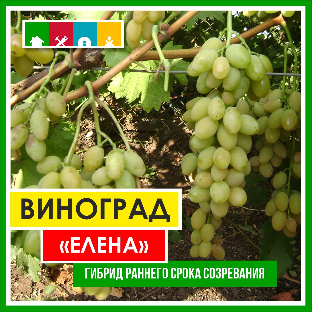 Виноград в асс./Сем.Алтая/ 1 шт.в коробке в Комсомольске-на-Амуре