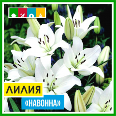 Лилия 110 в Комсомольске-на-Амуре