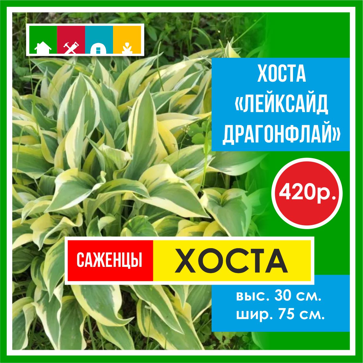 Хоста  в Комсомольске-на-Амуре