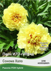 Пион 3600 в #REGION_NAME_DECLINE_PP#