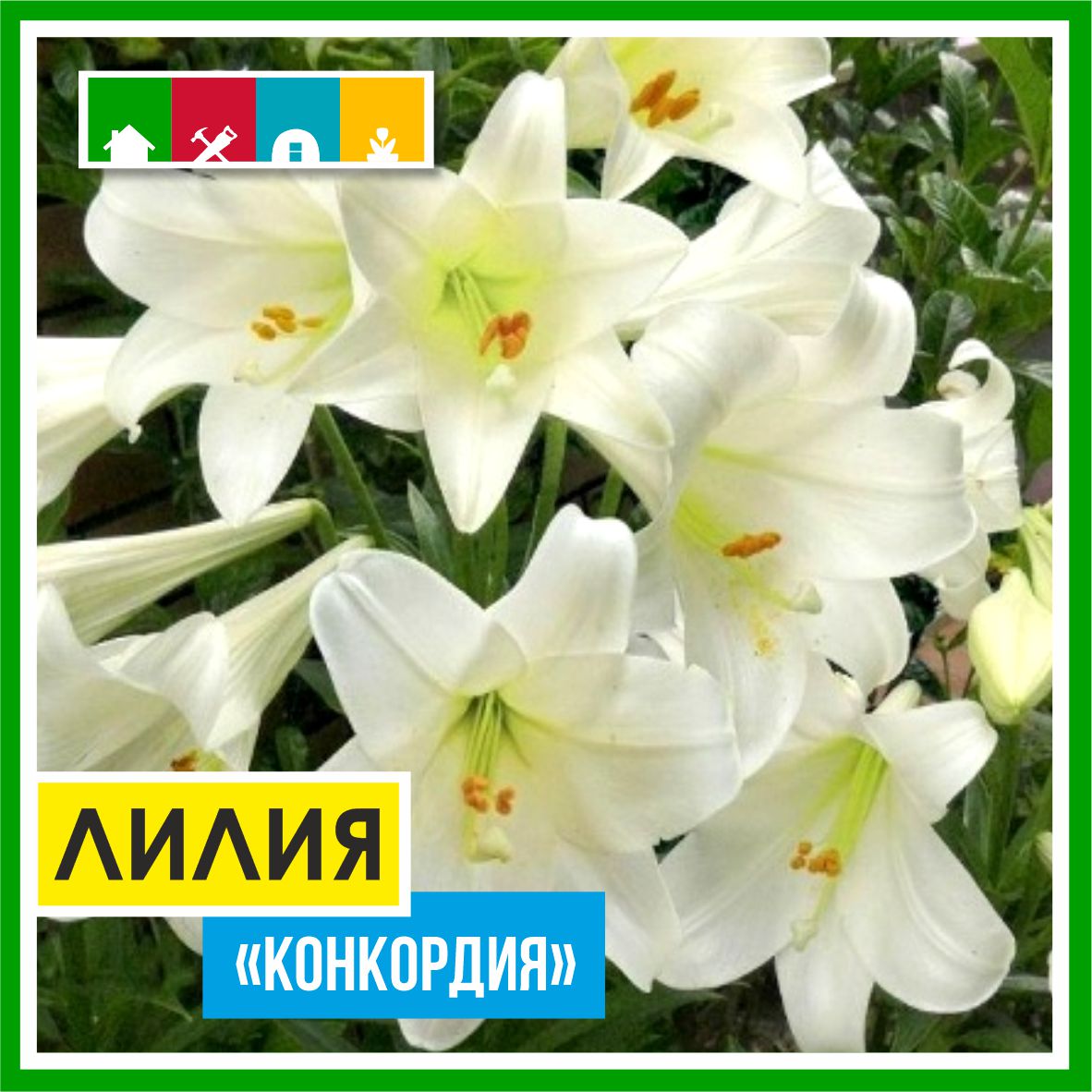 Лилия 110 в Комсомольске-на-Амуре