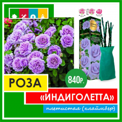 Роза в ассортименте 840 Золотая сотка Алтая в Комсомольске-на-Амуре
