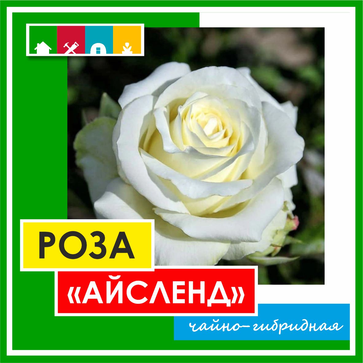 Роза в ассортименте 840 Золотая сотка Алтая в Комсомольске-на-Амуре