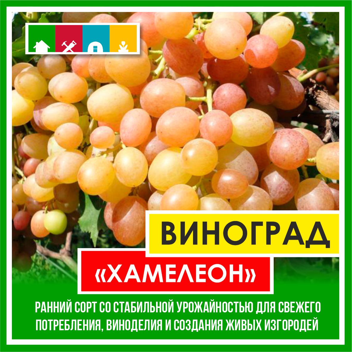 Виноград в асс./Сем.Алтая/ 1 шт.в коробке в Комсомольске-на-Амуре