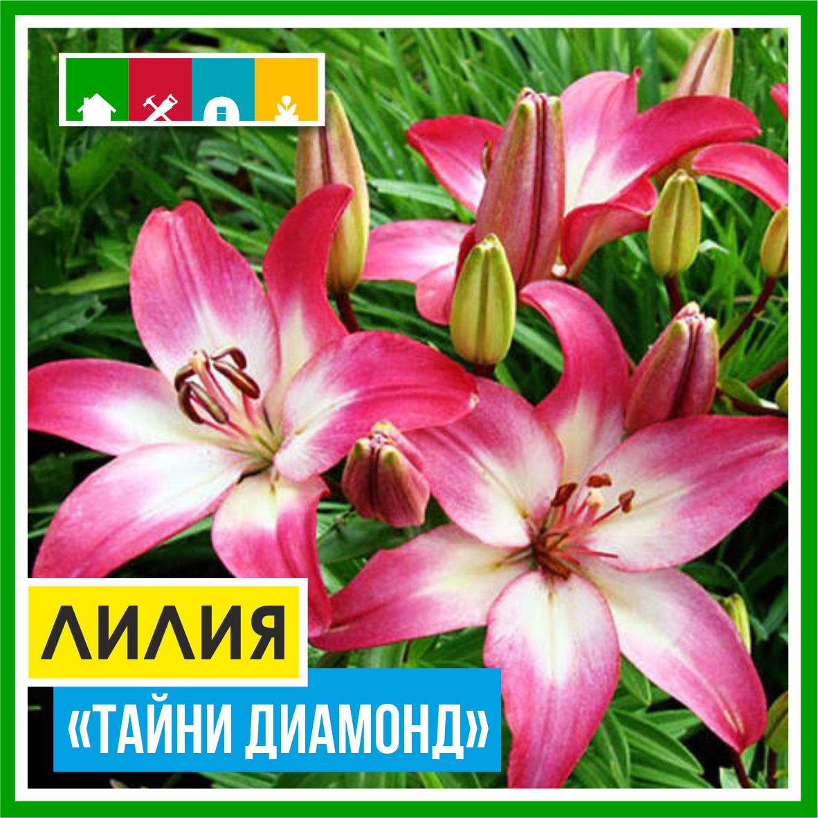 Лилия 110 в Комсомольске-на-Амуре