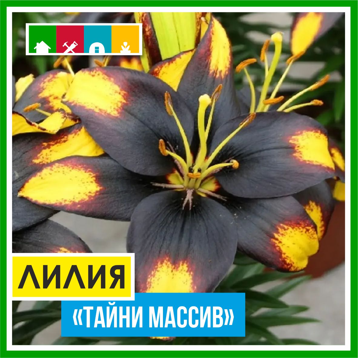 Лилия 110 в Комсомольске-на-Амуре