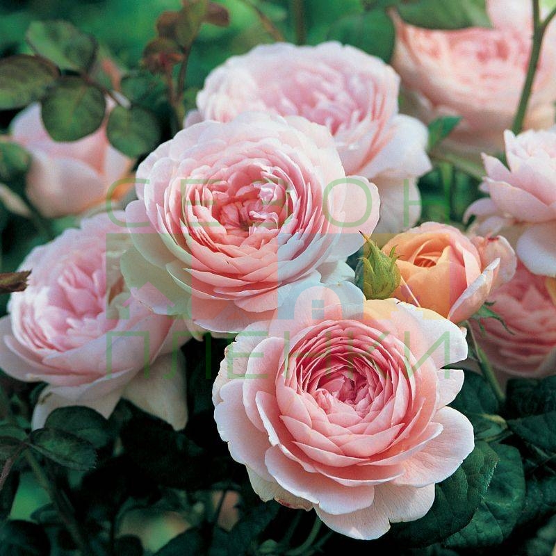 Роза в асс./Сем.Алтая/ 1 шт.в коробке в Комсомольске-на-Амуре