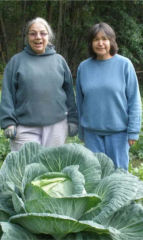 Капуста б/к Безразмерная (УД) в Комсомольске-на-Амуре