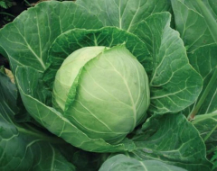 Капуста б/к Колобок 0,1 г в #REGION_NAME_DECLINE_PP#