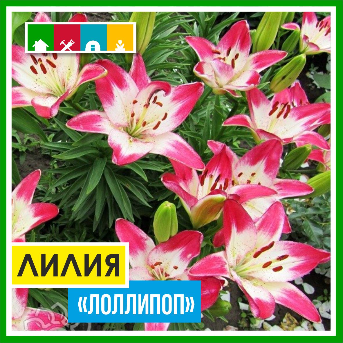 Лилия 199 в Комсомольске-на-Амуре