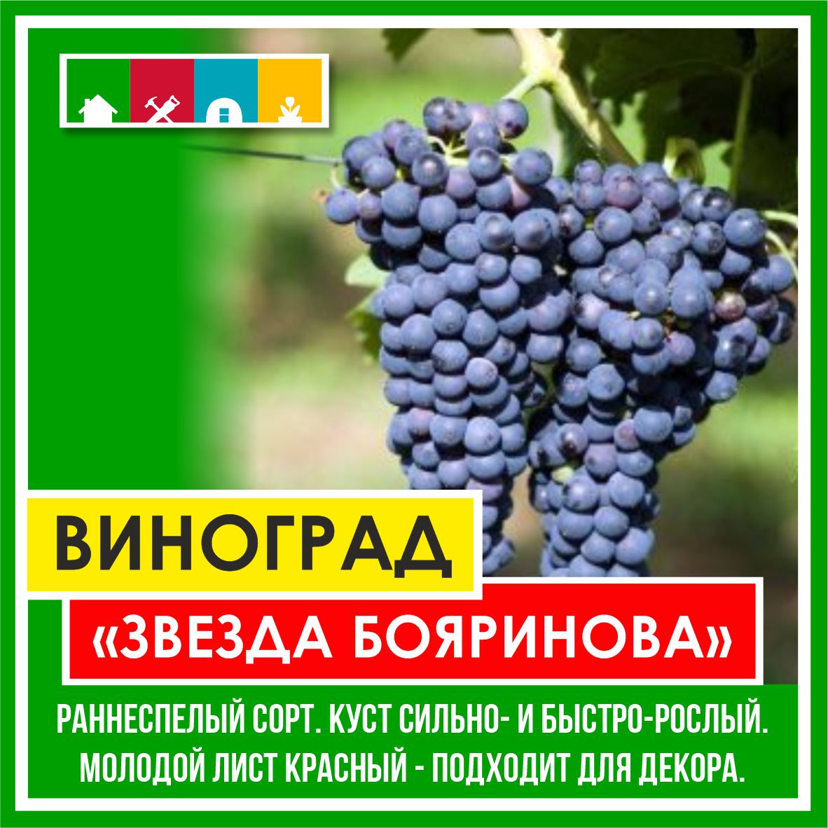 Виноград в асс./Сем.Алтая/ 1 шт.в коробке в Комсомольске-на-Амуре