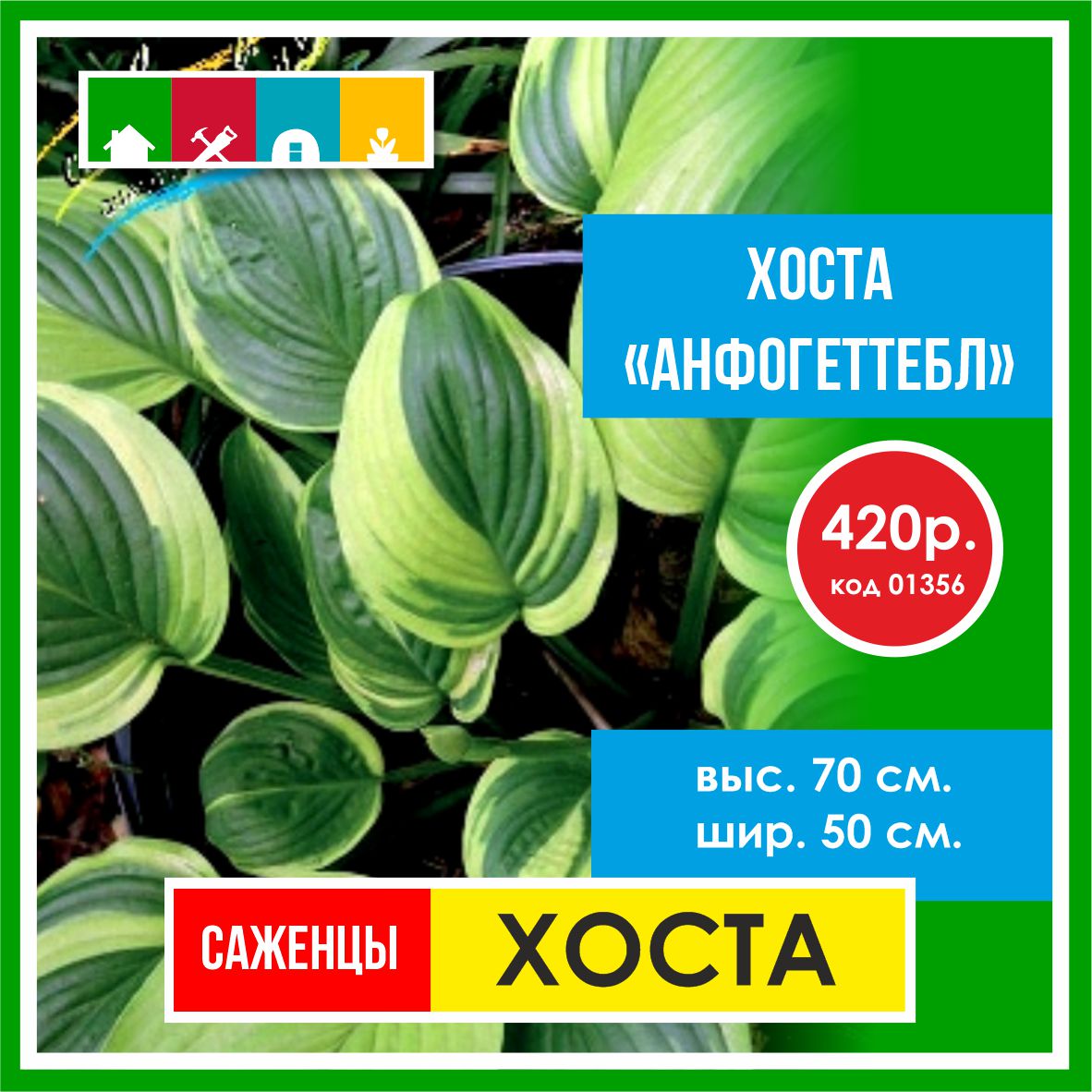 Хоста  в Комсомольске-на-Амуре