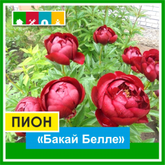 Пион 1500 в Комсомольске-на-Амуре