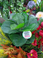 Фикус дерево в #REGION_NAME_DECLINE_PP#