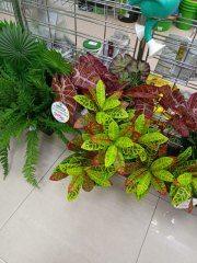 Цветы Спатифиллум в #REGION_NAME_DECLINE_PP#