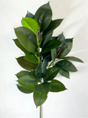 Фикус средний в #REGION_NAME_DECLINE_PP#